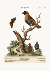 Der Grenadier, 1749-73